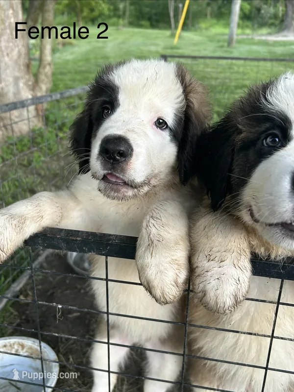 Female #2 - Fannie – Saint Bernard puppy for sale in Marshall, IL