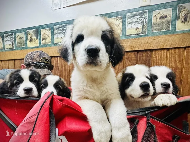 Female #4 - Pearl – Saint Bernard puppy for sale in Marshall, IL