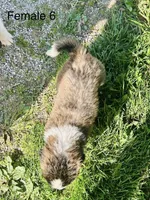 Female #6, a female Saint Bernard for sale in Marshall, IL – 3 of 3