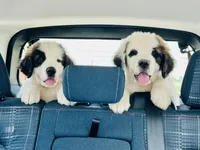 Female #2 - Fannie, a female Saint Bernard for sale in Marshall, IL – 1 of 3