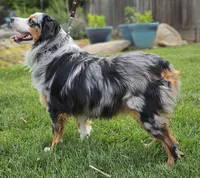 APOLLO--NFS, a  Miniature Australian Shepherd for sale in Fresno, CA – 2 of 9