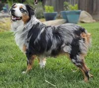 DOLLY--NFS, a  Miniature Australian Shepherd for sale in Fresno, CA – 8 of 9
