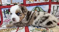 SKYLLA--RED MERLE GIRL, a female Miniature Australian Shepherd for sale in Fresno, CA – 4 of 8