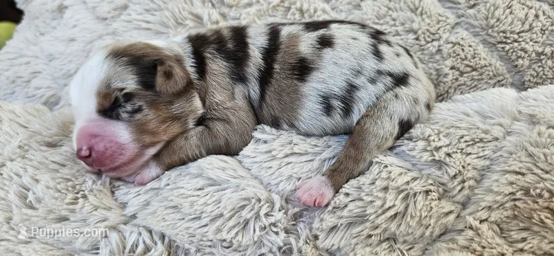 RED MERLE GIRL – Miniature Australian Shepherd puppy for sale in Fresno, CA