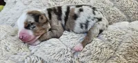 RED MERLE GIRL, a female Miniature Australian Shepherd for sale in Fresno, CA – 2 of 9