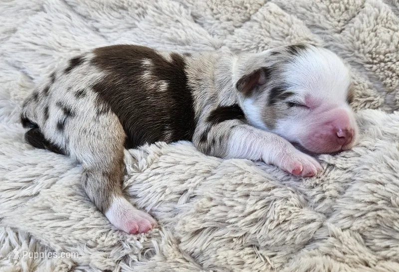 RED MERLE GIRL – Miniature Australian Shepherd puppy for sale in Fresno, CA