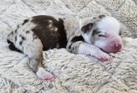 RED MERLE GIRL, a female Miniature Australian Shepherd for sale in Fresno, CA – 1 of 9