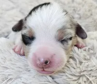 DARK BLUE MERLE GIRL, a female Miniature Australian Shepherd for sale in Fresno, CA – 3 of 10