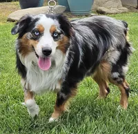 APOLLO--NFS, a  Miniature Australian Shepherd for sale in Fresno, CA – 5 of 9