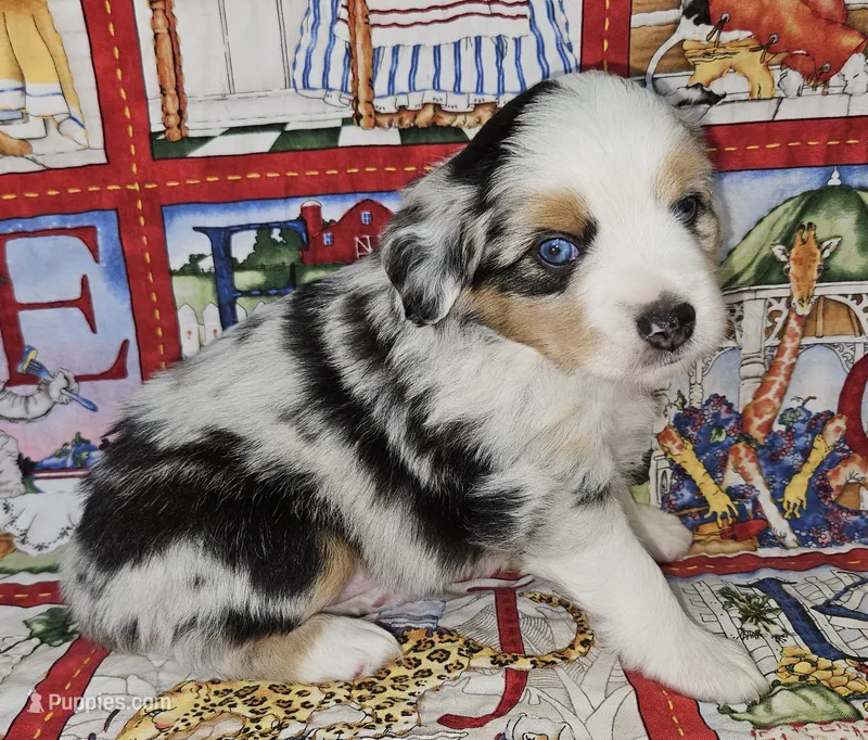 DARK BLUE MERLE GIRL – Miniature Australian Shepherd puppy for sale in Fresno, CA