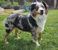 APOLLO--NFS, a  Miniature Australian Shepherd for sale in Fresno, CA – 4 of 9