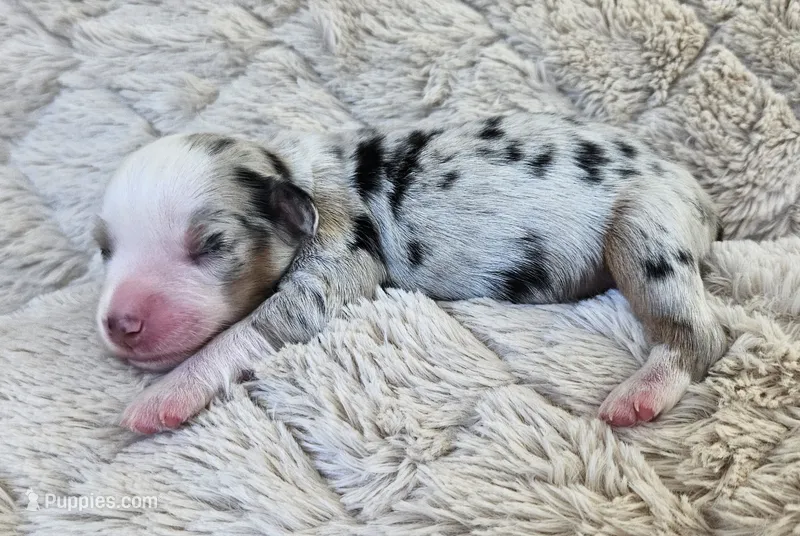 LIGHT BLUE MERLE GIRL – Miniature Australian Shepherd puppy for sale in Fresno, CA