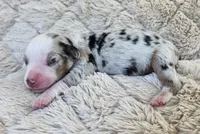 LIGHT BLUE MERLE GIRL, a female Miniature Australian Shepherd for sale in Fresno, CA – 2 of 10