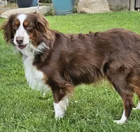 LIGHT BLUE MERLE GIRL, a female Miniature Australian Shepherd for sale in Fresno, CA – 5 of 10