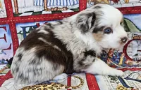SKYLLA--RED MERLE GIRL, a female Miniature Australian Shepherd for sale in Fresno, CA – 1 of 8
