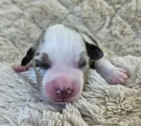 LIGHT BLUE MERLE GIRL, a female Miniature Australian Shepherd for sale in Fresno, CA – 3 of 10