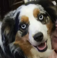 APOLLO--NFS, a  Miniature Australian Shepherd for sale in Fresno, CA – 6 of 9