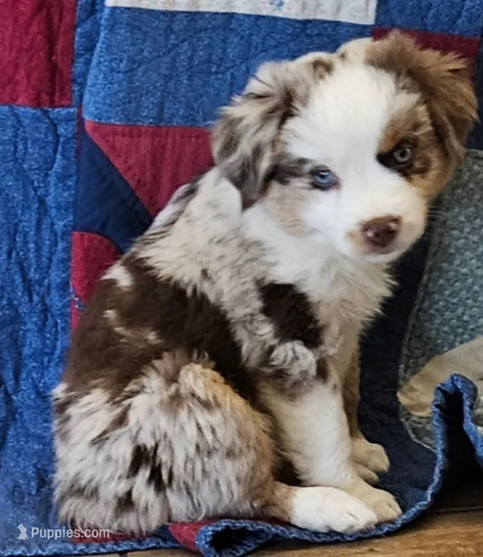 SKYLLA--RED MERLE GIRL – Miniature Australian Shepherd puppy for sale in Clovis, CA
