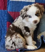 SKYLLA--SOLD--RED MERLE GIRL, a female Miniature Australian Shepherd for sale in Clovis, CA – 1 of 9