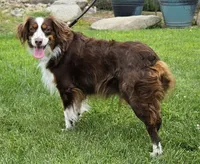 DOLLY--NFS, a  Miniature Australian Shepherd for sale in Fresno, CA – 6 of 9