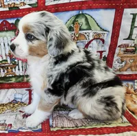 LIBERTY--BLUE MERLE GIRL, a female Miniature Australian Shepherd for sale in Fresno, CA – 4 of 8