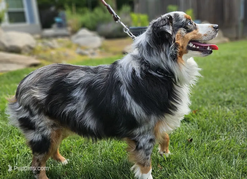 APOLLO--NFS – Miniature Australian Shepherd puppy for sale in Fresno, CA