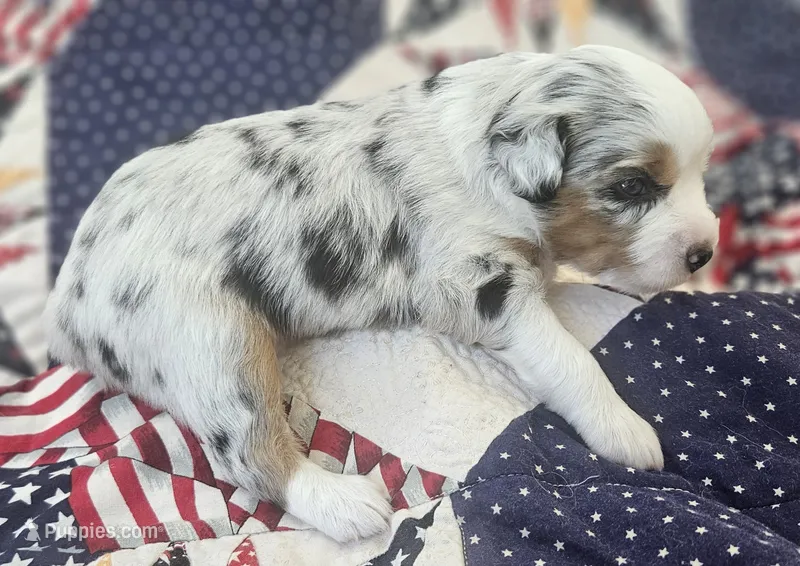 LIGHT BLUE MERLE GIRL – Miniature Australian Shepherd puppy for sale in Fresno, CA