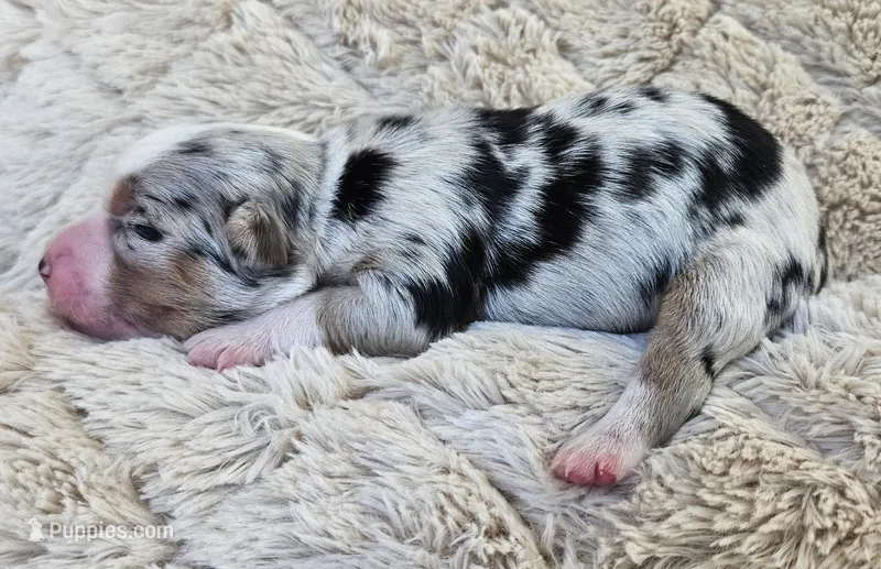 DARK BLUE MERLE GIRL – Miniature Australian Shepherd puppy for sale in Fresno, CA
