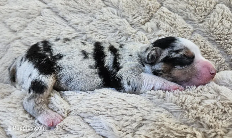 DARK BLUE MERLE GIRL – Miniature Australian Shepherd puppy for sale in Fresno, CA