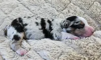 DARK BLUE MERLE GIRL, a female Miniature Australian Shepherd for sale in Fresno, CA – 1 of 10