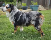 RED MERLE GIRL, a female Miniature Australian Shepherd for sale in Fresno, CA – 8 of 9