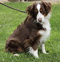 DOLLY--NFS, a  Miniature Australian Shepherd for sale in Fresno, CA – 4 of 9