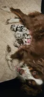 DARK BLUE MERLE GIRL, a female Miniature Australian Shepherd for sale in Fresno, CA – 4 of 10