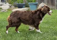 DOLLY--NFS, a  Miniature Australian Shepherd for sale in Fresno, CA – 2 of 9