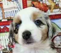 LIBERTY--BLUE MERLE GIRL, a female Miniature Australian Shepherd for sale in Fresno, CA – 5 of 8