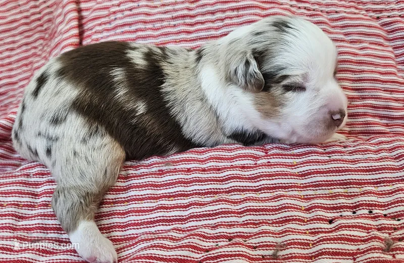 RED MERLE GIRL – Miniature Australian Shepherd puppy for sale in Fresno, CA