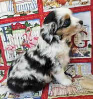 LIBERTY--BLUE MERLE GIRL, a female Miniature Australian Shepherd for sale in Fresno, CA – 3 of 8