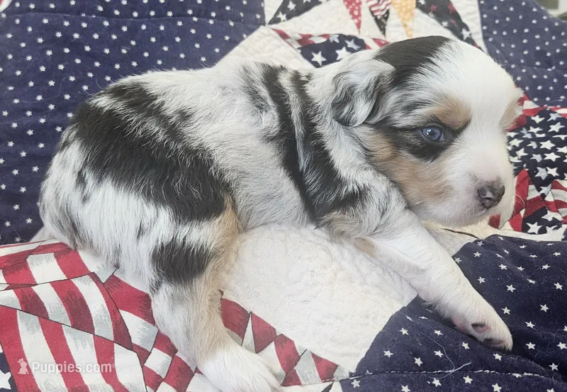 DARK BLUE MERLE GIRL – Miniature Australian Shepherd puppy for sale in Fresno, CA