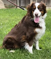 RED MERLE GIRL, a female Miniature Australian Shepherd for sale in Fresno, CA – 4 of 9