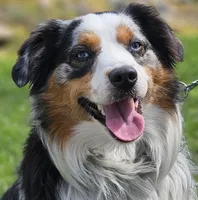 APOLLO--NFS, a  Miniature Australian Shepherd for sale in Fresno, CA – 3 of 9