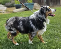 DOLLY--NFS, a  Miniature Australian Shepherd for sale in Fresno, CA – 7 of 9