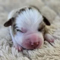 RED MERLE GIRL, a female Miniature Australian Shepherd for sale in Fresno, CA – 3 of 9