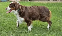 APOLLO--NFS, a  Miniature Australian Shepherd for sale in Fresno, CA – 8 of 9