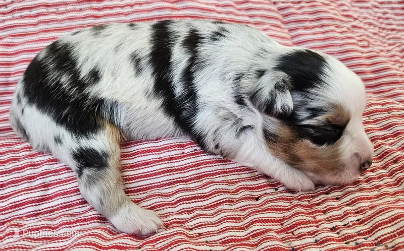 DARK BLUE MERLE GIRL – Miniature Australian Shepherd puppy for sale in Fresno, CA