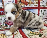 SKYLLA--RED MERLE GIRL, a female Miniature Australian Shepherd for sale in Fresno, CA – 3 of 8