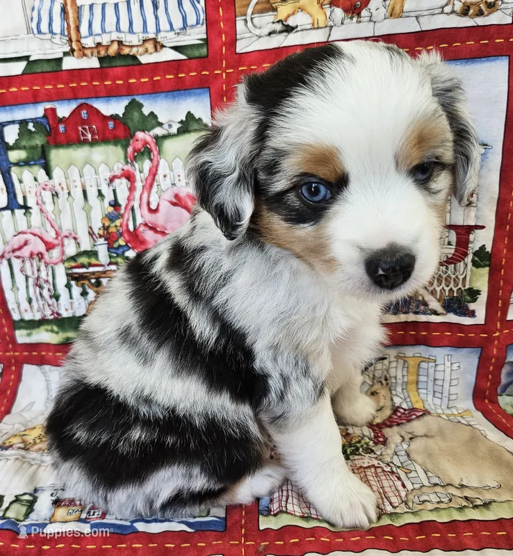 LIBERTY--BLUE MERLE GIRL – Miniature Australian Shepherd puppy for sale in Fresno, CA