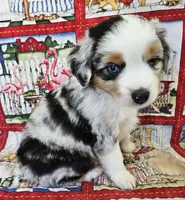 LIBERTY--BLUE MERLE GIRL, a female Miniature Australian Shepherd for sale in Fresno, CA – 1 of 8