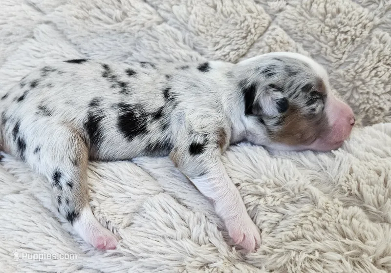 LIGHT BLUE MERLE GIRL – Miniature Australian Shepherd puppy for sale in Fresno, CA
