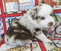 SKYLLA--RED MERLE GIRL, a female Miniature Australian Shepherd for sale in Fresno, CA – 2 of 8