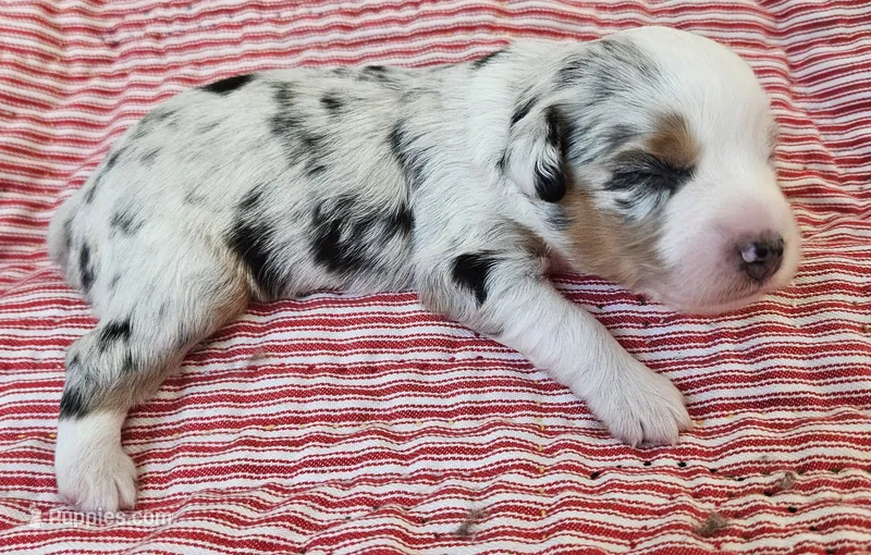 LIGHT BLUE MERLE GIRL – Miniature Australian Shepherd puppy for sale in Fresno, CA